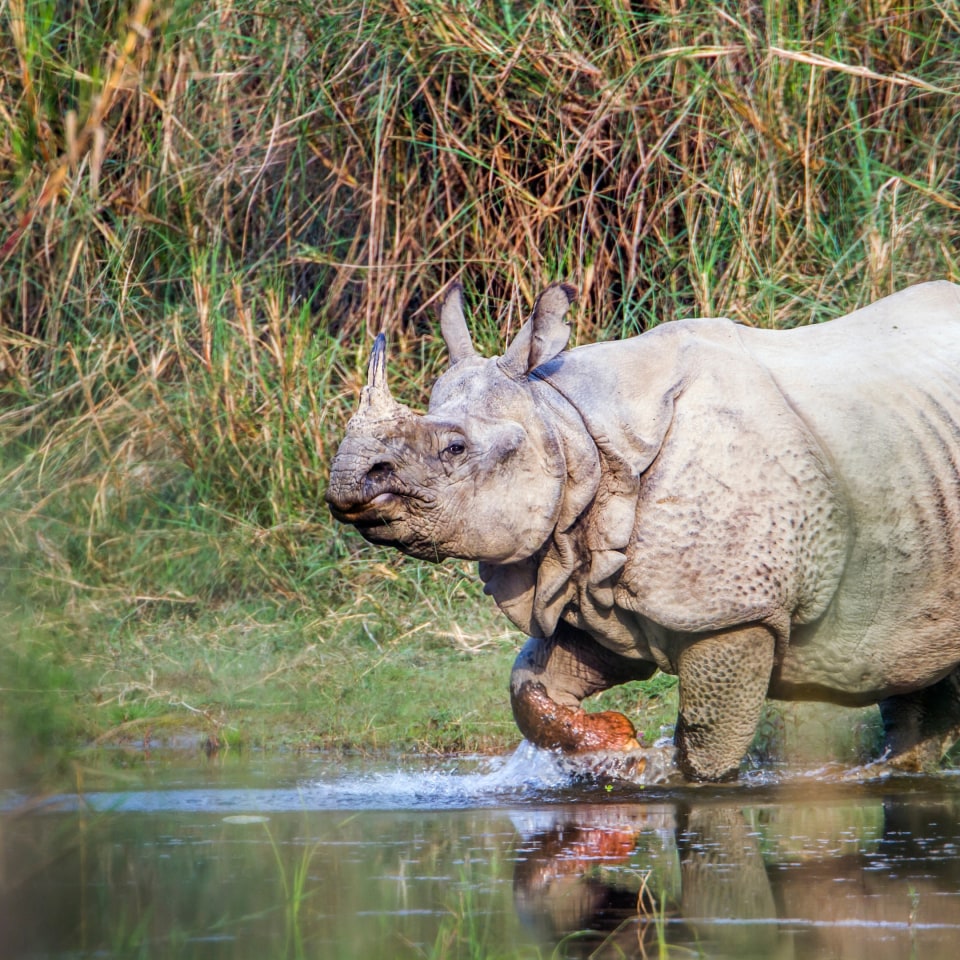 Komfortabler Everest-Trek & Safari-Abenteuer